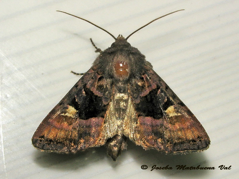 Euplexia lucipara - Noctuidae